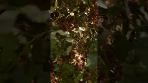 Garrett Ace Apex, как ведёт себя на полной чувствительности.