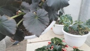 Обрезка бегонии элатиор, солении и результат обрезки ранее.