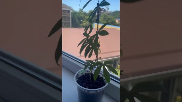 Пассифлора голубая? смотреть онлайн