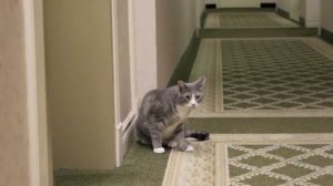котики бесятся в коридоре