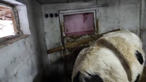 ПОЧЕМУ БЫКИ ПЛОХО РАСТУТ ЧТО ДЕЛАТЬ ЕСЛИ БЫКИ НЕ РАСТУТ whyd bo bulls grow poorly