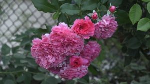 роза розариум ютерсейн, питомник роз полины козловой  rozarium.biz,  rose Rosarium Uetersen