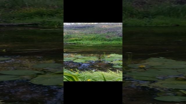 Кувшинка расцвела