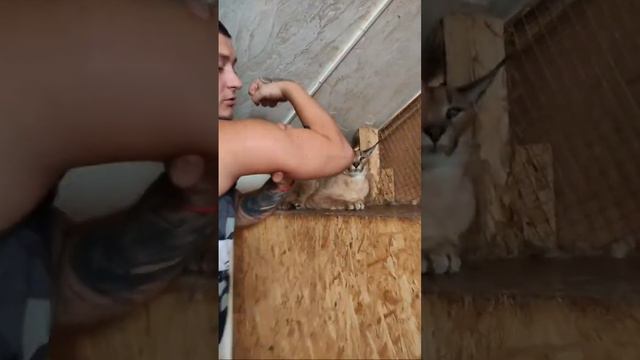 Каракал Туз и Батя смотреть онлайн