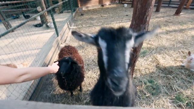 Контактный Зоопарк Сосновель. Растем вместе. смотреть онлайн