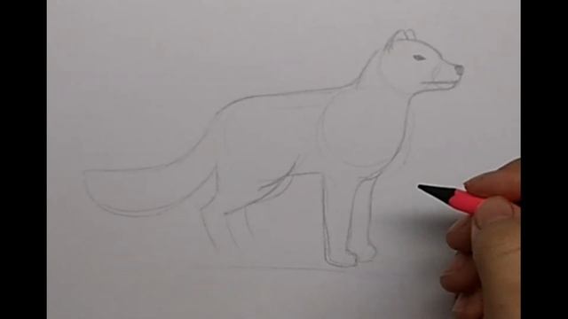 Как нарисовать песца