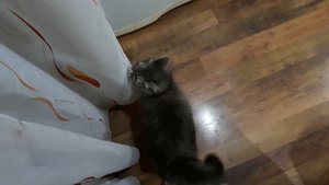 Кошка просит еду