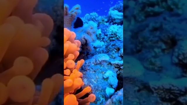 Медитация "Восстановление и уверенность в себе" смотреть онлайн