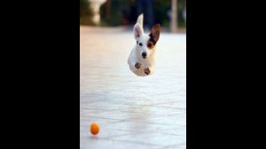 Джек-рассел-терьер (Jack Russell Terrier) - порода собак