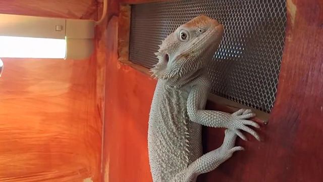 Агама ползает по стенам смотреть онлайн