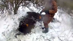 охота на лису норная с ягдтерьером