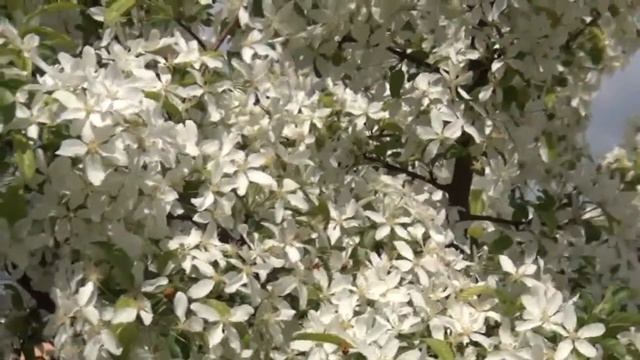 Буйное цветение (Blossoming) смотреть онлайн