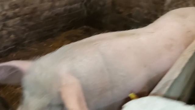 Шурик всех напугал))))
