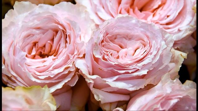 Видео обзор розы Цсумуги (Шраб) - Tsumugi ( Keiji Kunieda Япония, 2014)_.mp4
