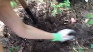 Пересадка абутилона из открытого грунта в горшок