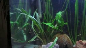 Glowlight Tetras Spawning 2 (Hemigrammus erythrozonus)