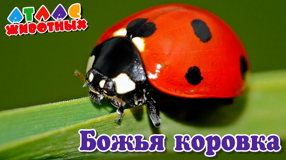 Божья коровка Атлас Животных.mp4