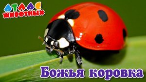 Божья коровка Атлас Животных.mp4