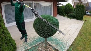 Kustorez. Trimming Round Ball Juniper Bushes