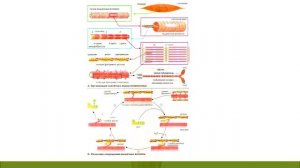 Биохимия покоящейся и работающей мышцы Лекция3