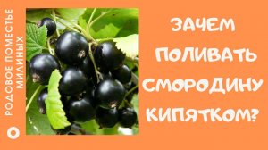 Обработка смородины кипятком ранней весной..mp4