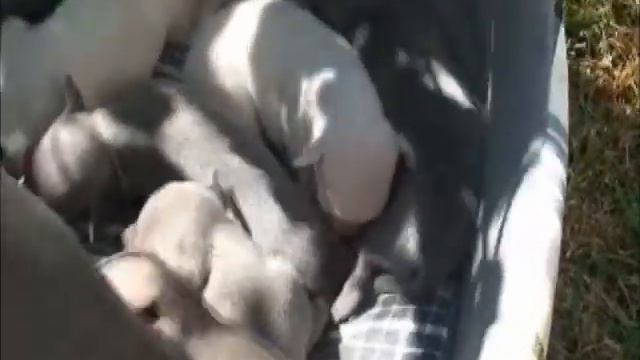 Levrete: dvylika dienu.wmv смотреть онлайн