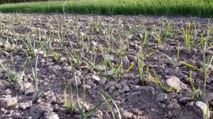 Весеннее внесение гербицида Стомп 330 по всходах чеснока. Состояние воздушной бульбочки на 3 мая.