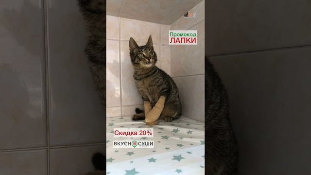 Для любителей котиков и суши в СПб особый привет от котёнка Покатика