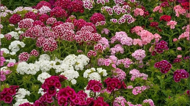 11 Ароматных цветов для вашего сада