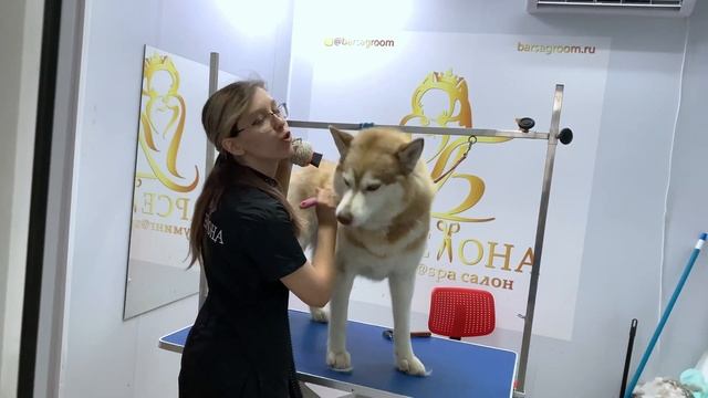 Купание и экспресс-линька собак с двойным типом шерсти на примере хаски в домашних условиях.