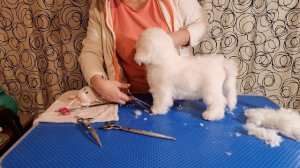 Первый груминг щенка Бишон Фризе ✂️VOLT✂️3 мес✂️ Часть 1 #питомник_BrightStarDog #bichon_kp #bichon