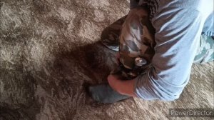 пластунский нож - засапожный нож