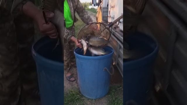 рыбалка рыбалка в подмосковье карп ловля карпа суперкарп белеутово karp fishing(2)