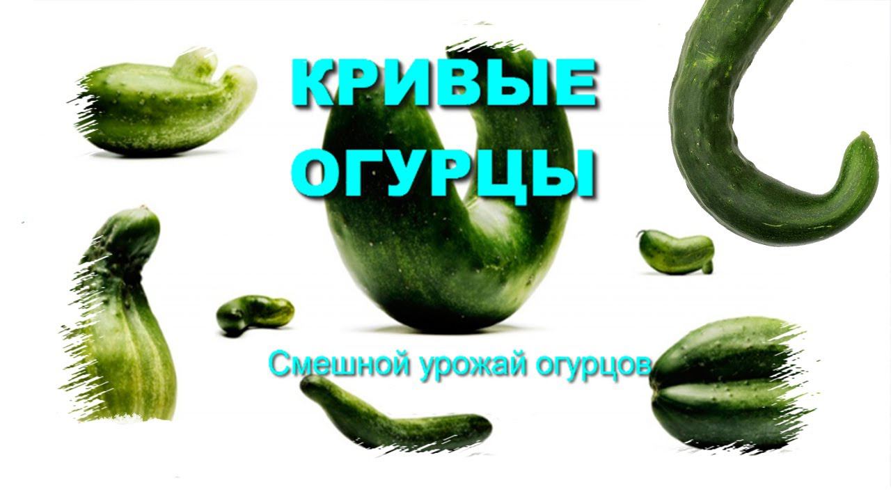 ОГУРЦЫ кривые. Смешной урожай огурцов  Архив 2018 года
