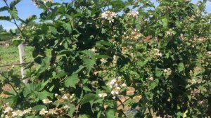 Цветение ежевики без шипов. Сорт Торнфри. Саженцы ежевика бесшипной