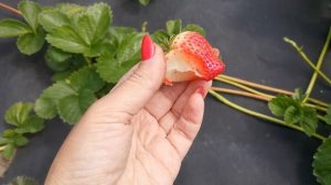 Поздние сорта. Новинки. Ямаска, Фейт, Жуви, Тея, Тенира, Финелла, Ритмо, Талина, Вима Ксима, и др.