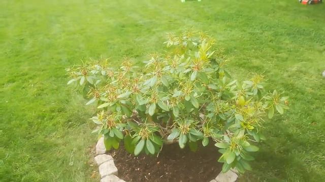 Rhododendron mit Granitsteinen eingefasst смотреть онлайн