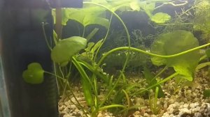 Поставил фильтр Атман на креветочник 8 литров.