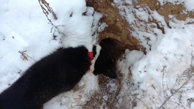 Полювання на лиса з фокстер'єром/ Норная охота с фокстерьером на лису/ Fox hunting with fox terrie смотреть онлайн