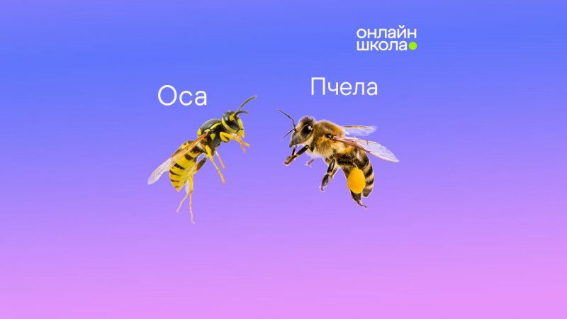 Чем отличается оса от пчелы?