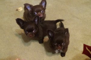 Самые красивые щенки чихуахуа!