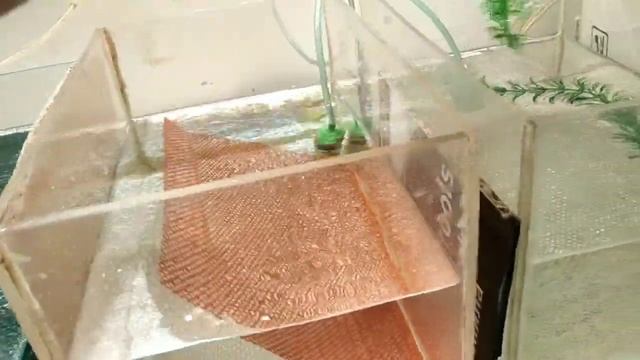 Сетка для нереста аквариумных рыбок