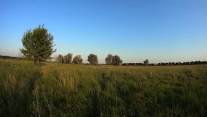 Мощный лук. Максимальная дальность полета обычной стрелы.