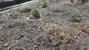 Зелёная  игла ввела в ступор!