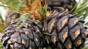 ВЛАДИМИР  МЕГРЕ   "ЗВЕНЯЩИЕ КЕДРЫ РОССИИ"