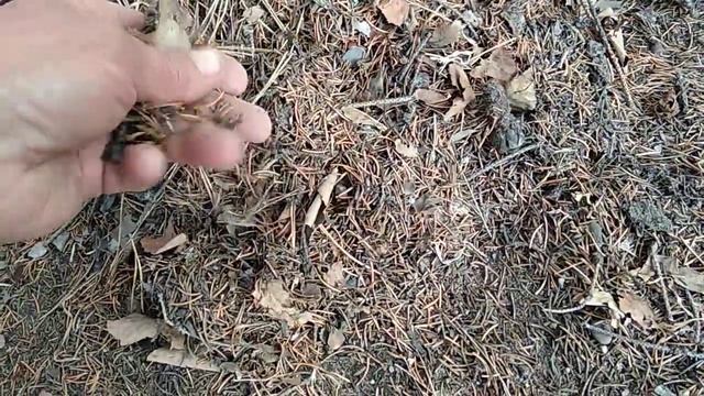Бесплатное удобрение и разрыхление почвы