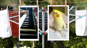 трель корелла попугая под аккомпанемент рояля 🎹 🎶🎙️🐦