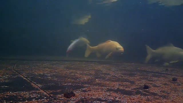 Viper Pro Wobbler Twitcher смотреть онлайн