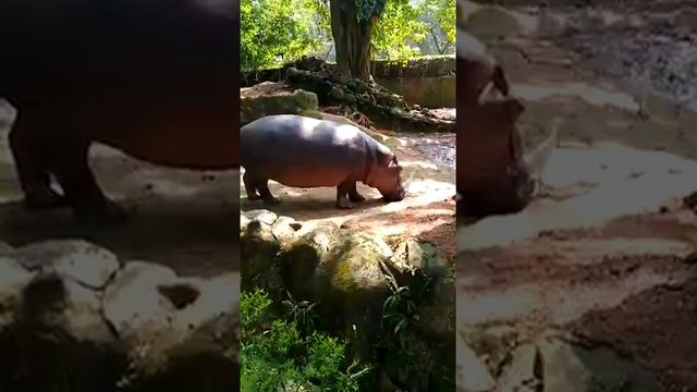 Hippopotamus | Zoo | Animal |