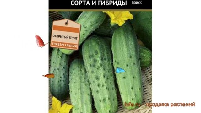 Огурец обыкновенный Бодрик F1 (bodrik f1) ? Бодрик F1 обзор: как сажать, семена огурца Бодрик F1 смотреть онлайн